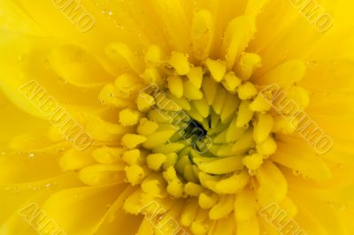 yellow chrysanthemum