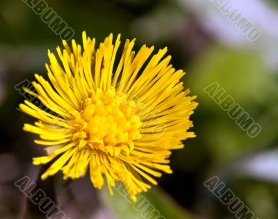 yellow spring flower