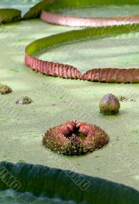 floating on the water lily