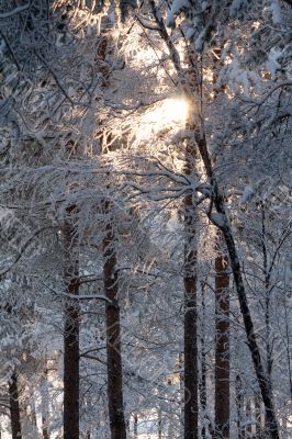 winter forest
