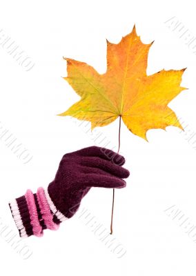 gloved hand holding autumnal maple leaf.