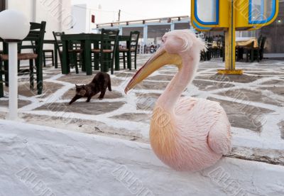 Pelican sitting and looking at the cat