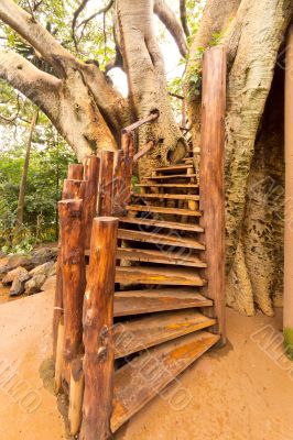 Stairs to the tree house