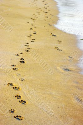 A small dog and its human companion have left their prints on th