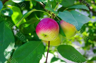 Apple garden full of riped red apples 