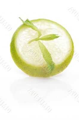 Slices of lime with a branch mint