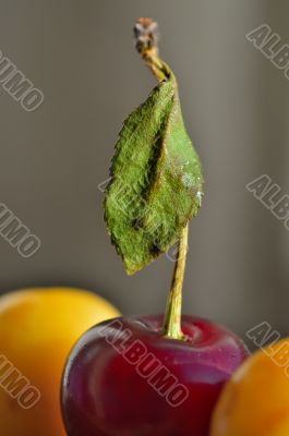 Berries are red and yellow cherries