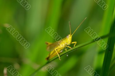 Beautiful little grasshopper