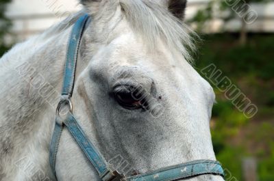 Horse portrait in the new Jerusalem