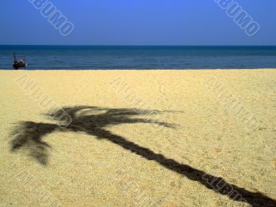 Shadow of the palm tree.