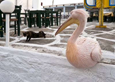 Big Pelican sitting and looking at the cat