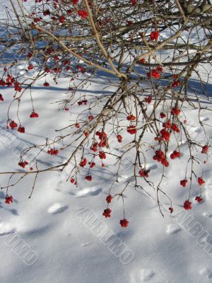 red guelder-rose