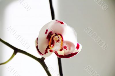 Beautiful orchid