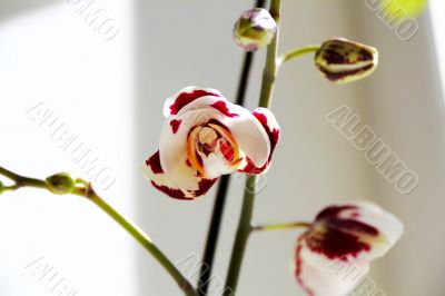 Beautiful orchid