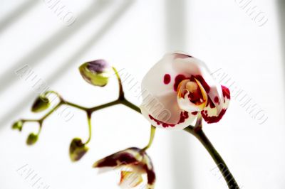 Beautiful orchid