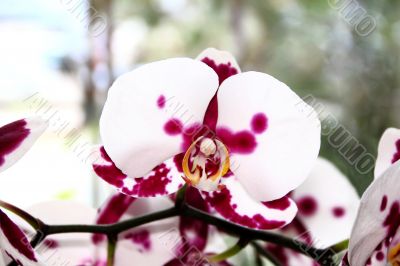 Beautiful orchid