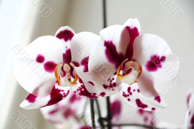 Beautiful orchid