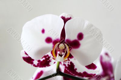 Beautiful orchid