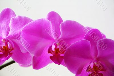 Beautiful orchid