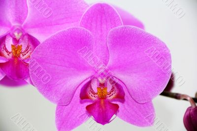 Beautiful orchid