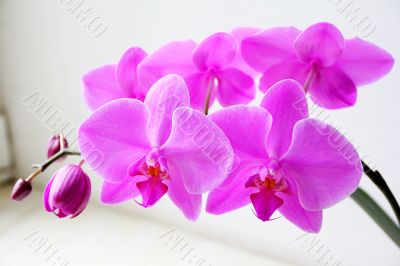 Beautiful orchid