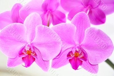 Beautiful orchid