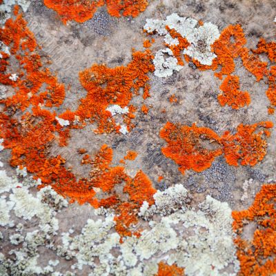 Texture