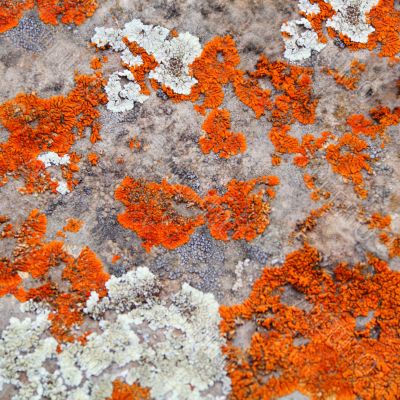 Texture