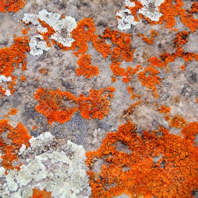 Texture