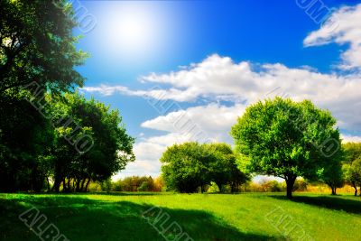 green meadow under the shade trees