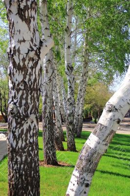 Birch trees