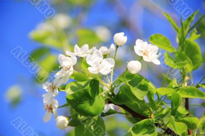 Image of apple flowers