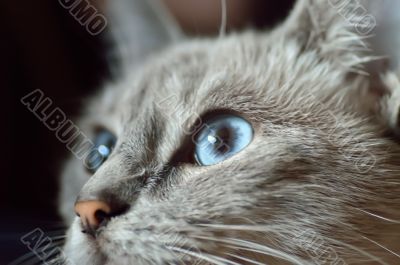Looking cat with blue eyes