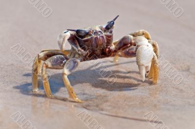 The crab on the beach