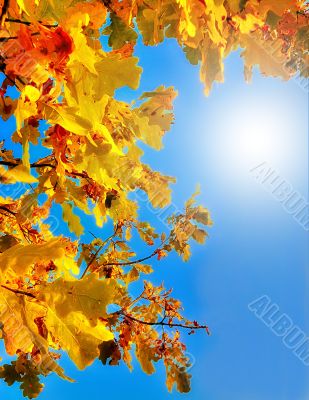 Autumn oak leaves against the blue sky
