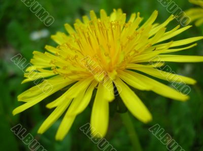 dandelion