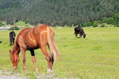 Horses on the meadow eat the grass