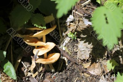 The mushrooms growing in the summer forest