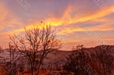 Dried flora in mountains at sunset