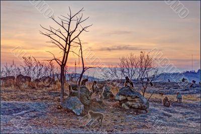 Apes on the mountain at sunset