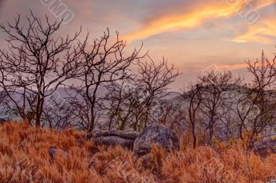 Dried flora in mountains at sunset