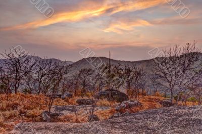 Dried flora in mountains at sunset