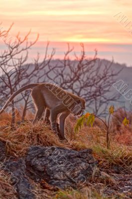 Apes on the mountain at sunset