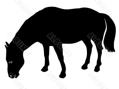 illustration of horse