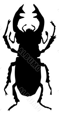 silhouette of stag-beetle