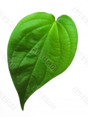 betel leaf