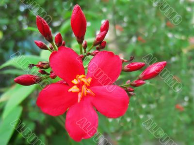 Red flowers 