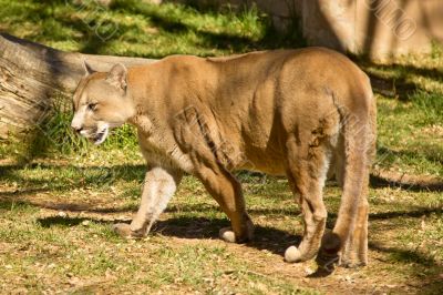 Puma, Cougar or Mountain Lion