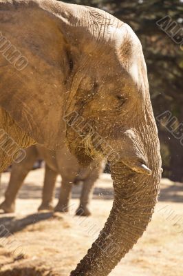 Elephant eating grass