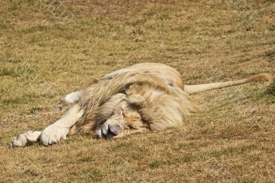 Sleepy white lion